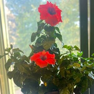 Meet your Posher, Faz